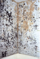mould-1 mould-1